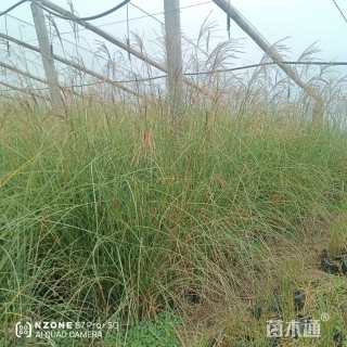 高度50厘米细叶芒