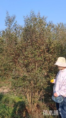 高度200厘米丛生紫薇