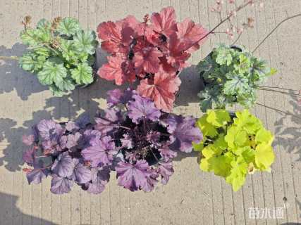 高度15厘米矾根