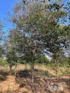 15公分榉树