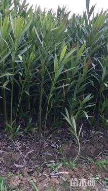 高度100厘米红花夹竹桃