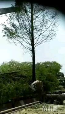 13公分水杉
