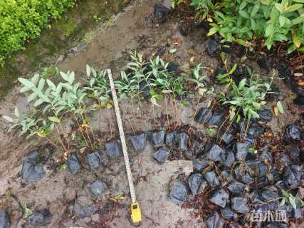 高度25厘米迎春花