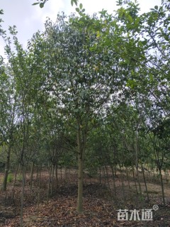 15公分乐昌含笑