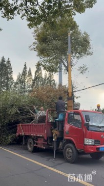 15公分红榉