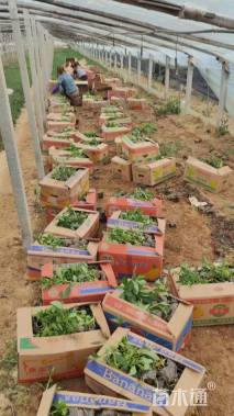 高度15厘米柳叶马鞭草