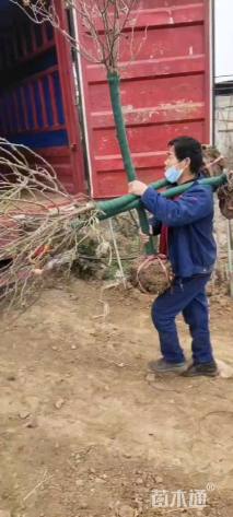 高度70厘米月季