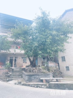 8公分黄葛树