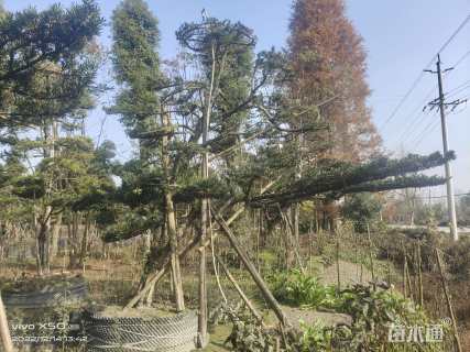 20公分罗汉松