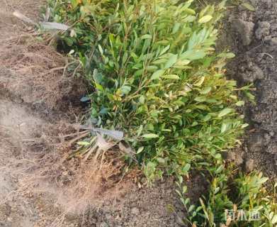 高度40厘米小叶蚊母