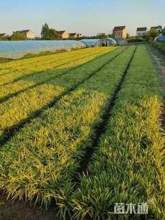 高度40厘米金边阔叶麦冬