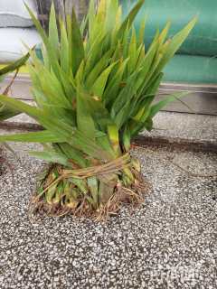 高度40厘米黄花鸢尾