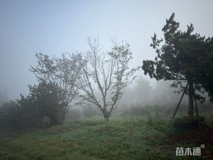 30公分染井吉野樱