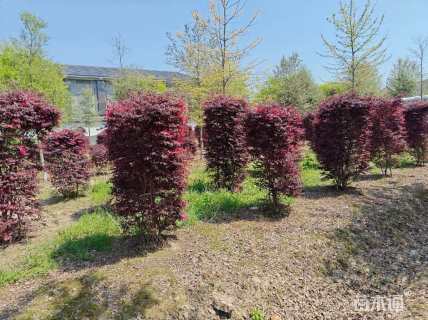 高度150厘米红花继木柱