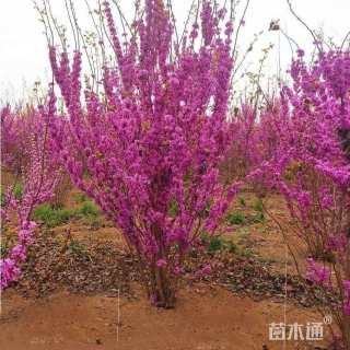 高度150厘米丛生紫荆