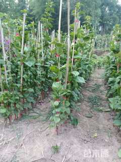 高度80厘米红花三角梅