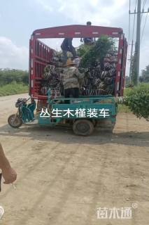 高度1.8厘米丛生木槿