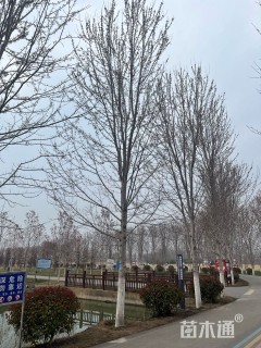 10公分美国红枫