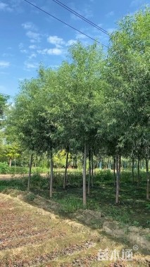 8公分柳树