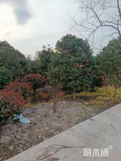 10公分桂花