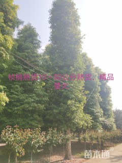 20公分金丝楠木