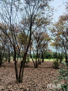 30公分朴树
