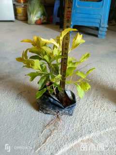 高度15厘米金叶假连翘