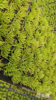 高度15厘米金叶佛甲草