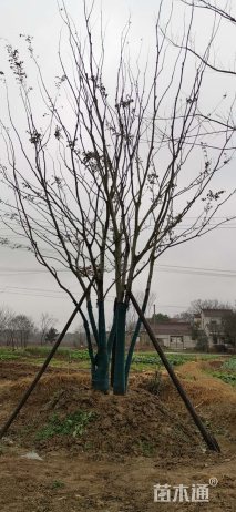 70公分(4杆)丛生朴树