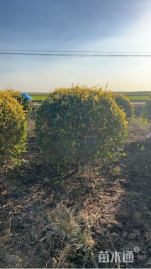 冠幅150厘米金叶榆球