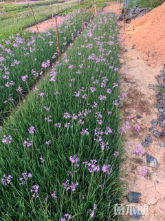 高度25厘米紫娇花