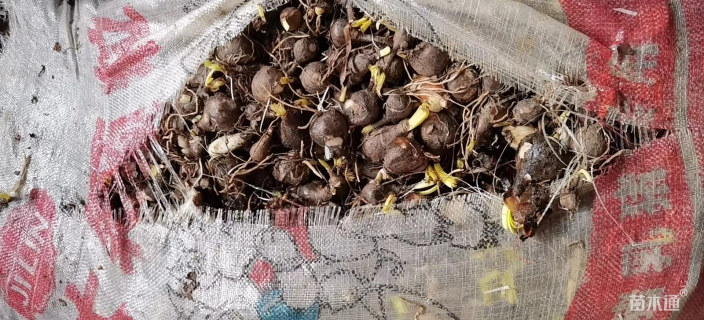 高度35厘米石蒜