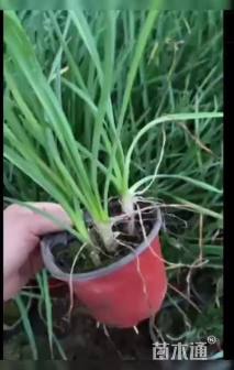 高度20厘米紫娇花