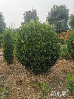 冠幅180厘米大叶黄杨球