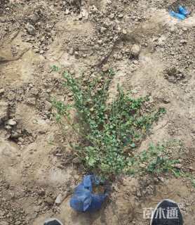 高度40厘米平枝栒子