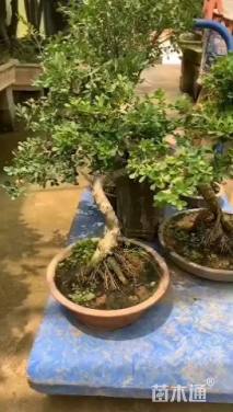 高度24厘米金心黄杨