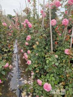 150厘米藤本月季