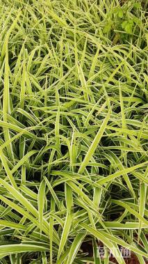 高度25厘米金边吊兰