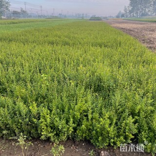 高度40厘米小叶女贞小苗