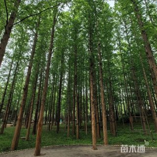 16公分水杉