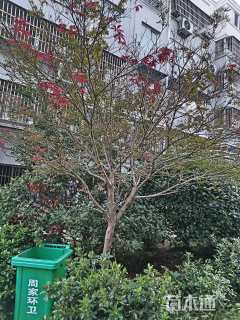 12公分中国红枫