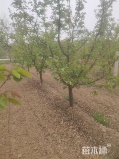15公分杏树