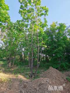 高度700厘米丛生蒙古栎