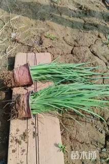 高度30厘米马莲