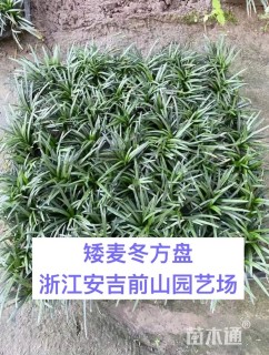 高度5厘米玉龙草