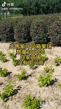 高度80厘米紫叶风箱果