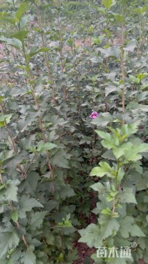 高度120厘米木槿