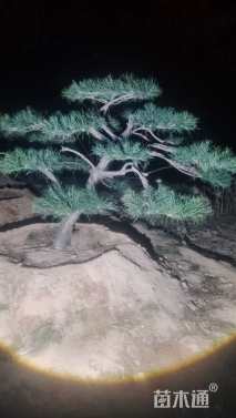 12公分造型黑松