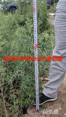 高度57厘米沙棘