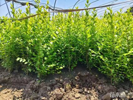 高度70厘米金森女贞